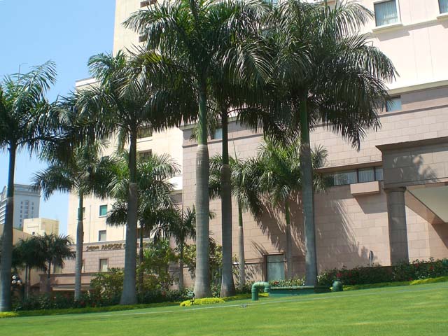 cay-cau-vua