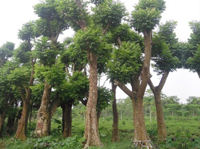 cay-sau