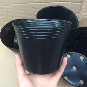 chau-nhua-mong-cac-kich-co