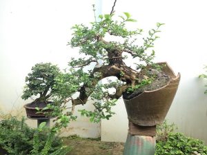 nguyet-que-bonsai