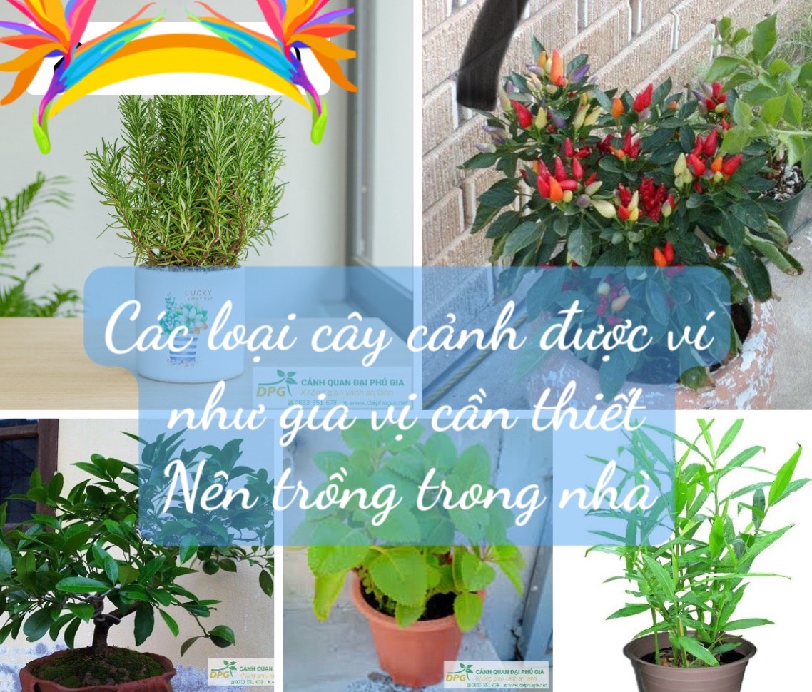 Hình đại diện