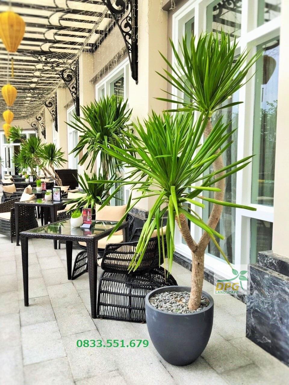 Hình đại diện