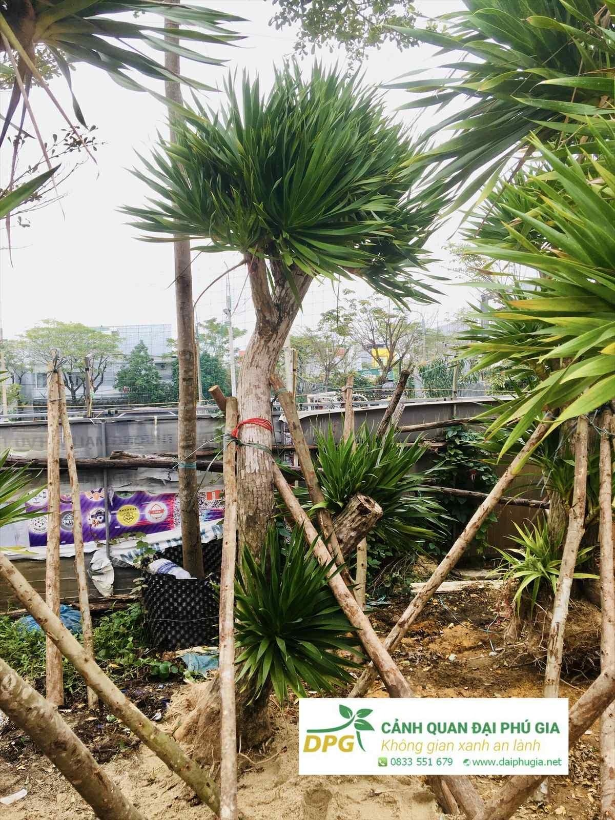 Hình đại diện