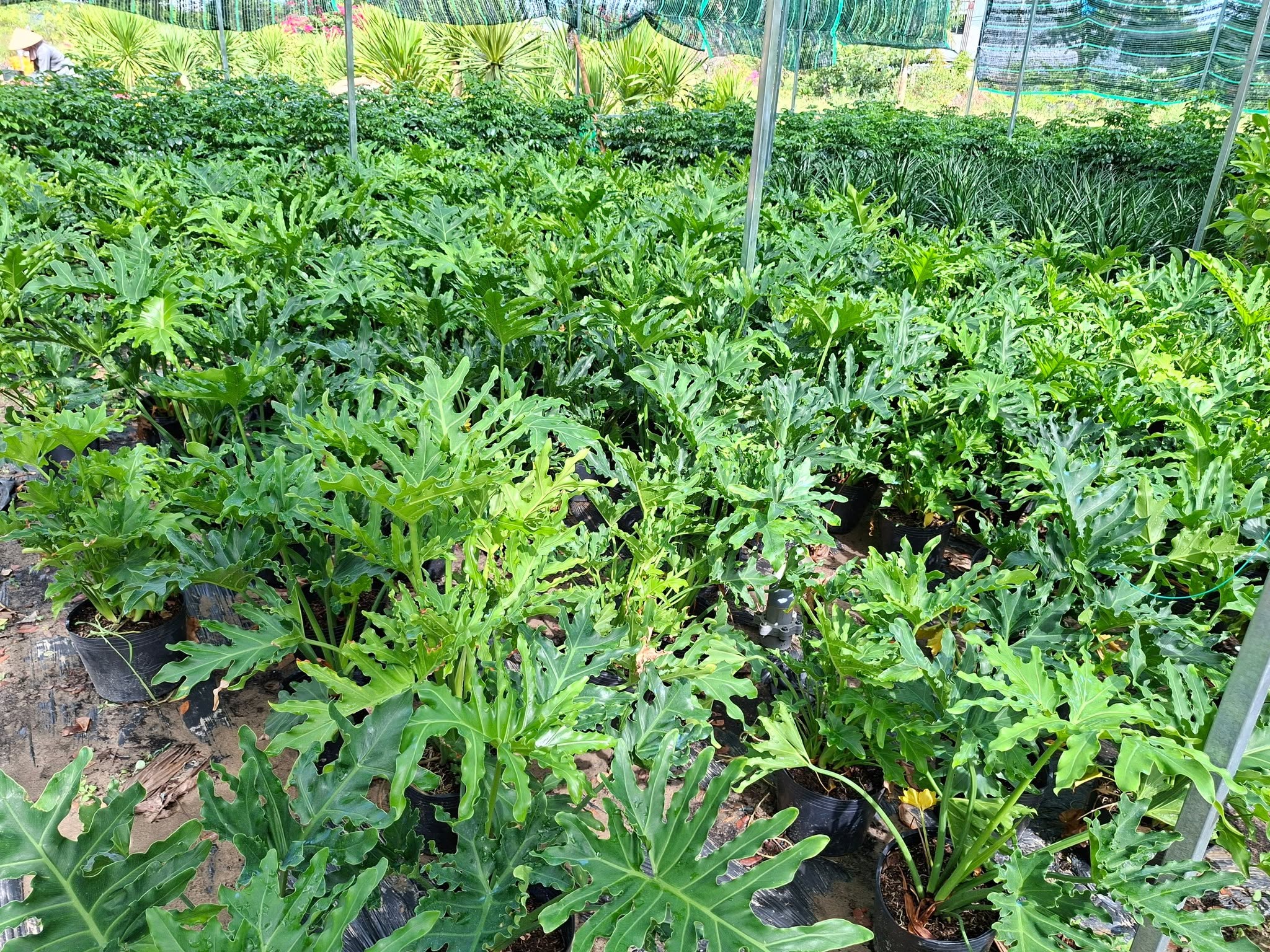 Hình đại diện