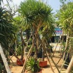Hình đại diện