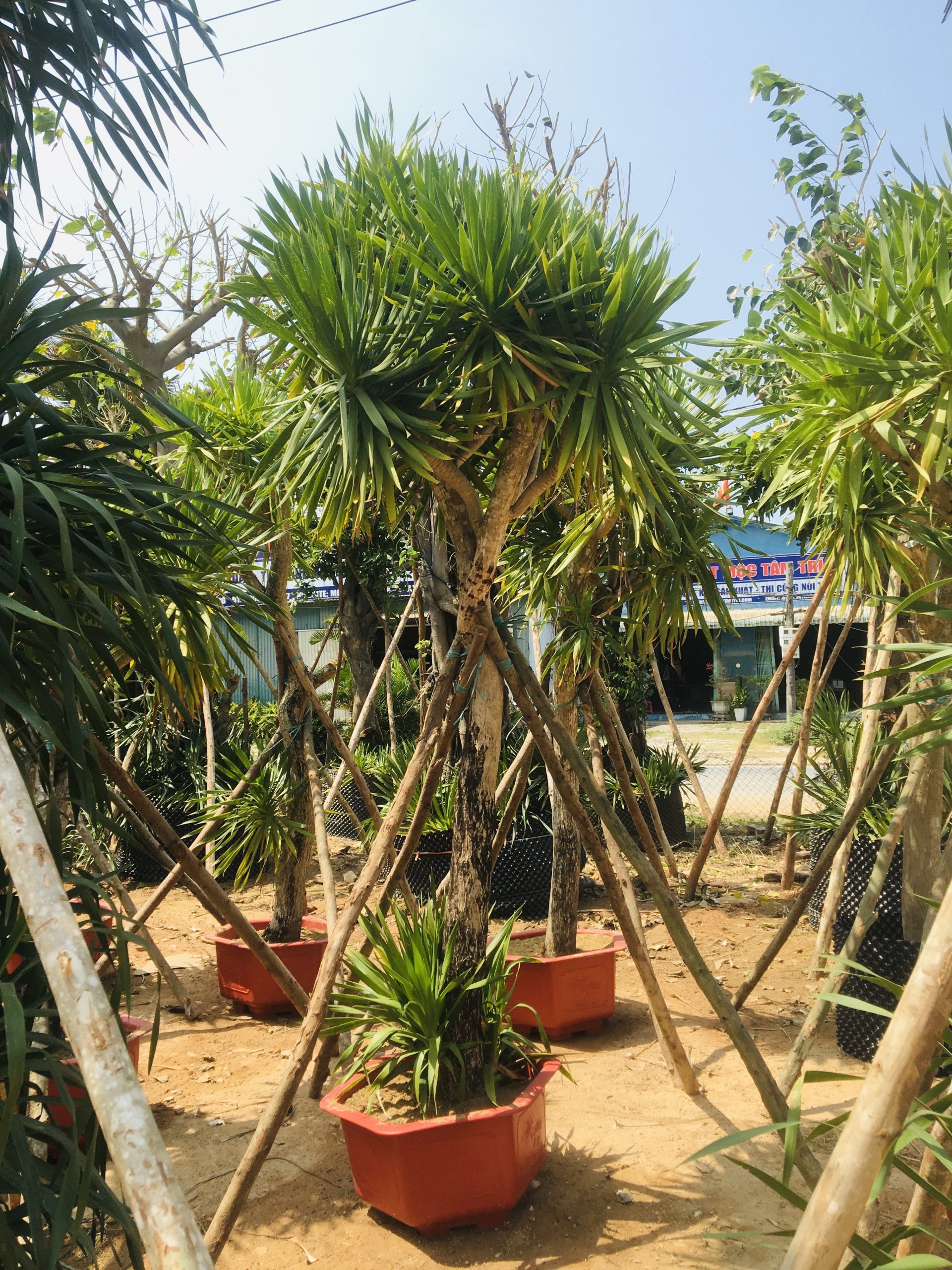 Hình đại diện